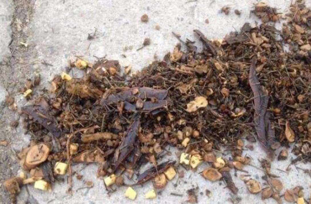 中藥渣、西藥渣、抗生素菌渣等糟渣