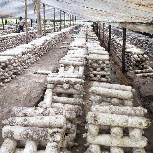 食用菌渣又叫做菌糠、菌渣