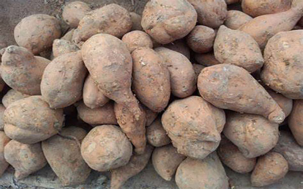 提高紅薯渣干燥機熱風(fēng)量需要注意哪些事項